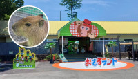 日本「水豚君」逃獄！飼育員忘開門秒衝出 　動物園全力「通緝」