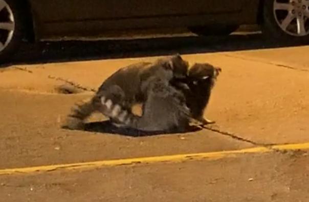 浣熊在街头斗殴。  Twitter图片