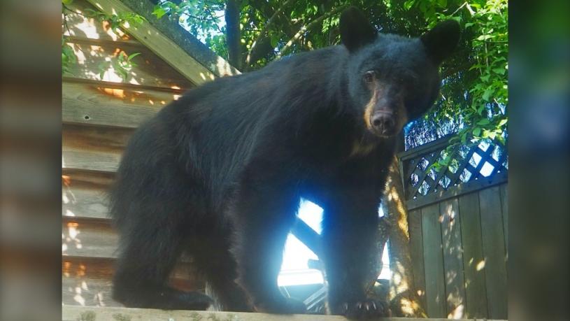上个月卑诗省有数十只黑熊被保育官员灭杀。北岸黑熊保护协会