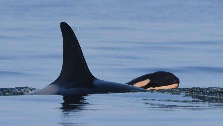 曾伴着夭折幼崽不肯放弃的J35，去年9月再任母亲，诞下了健康的J57。鲸鱼研究中心