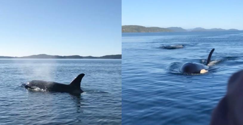 虎鲸在温岛海域出没。  视频截图