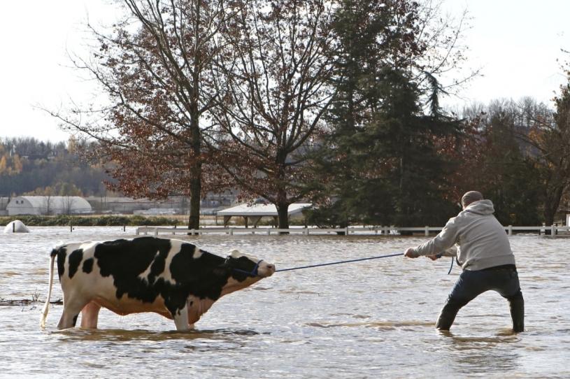 阿波斯福居民正在努力拯救受洪水威胁的乳牛。 路透社