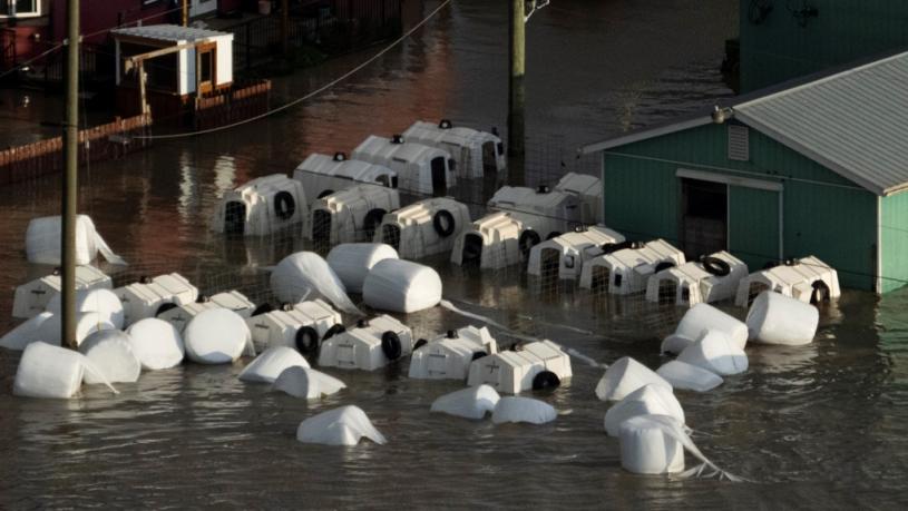 洪水周二淹浸阿波斯福牛棚，多个用作孕育小牛的牛屋在水中漂浮。 加通社