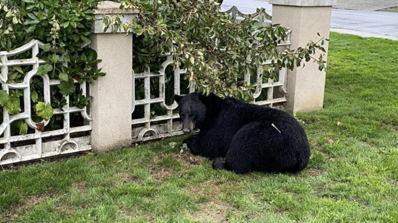 一隻名為Rufus的黑熊因習慣人類食物而遭人道毀滅。北岸黑熊協會/Facebook