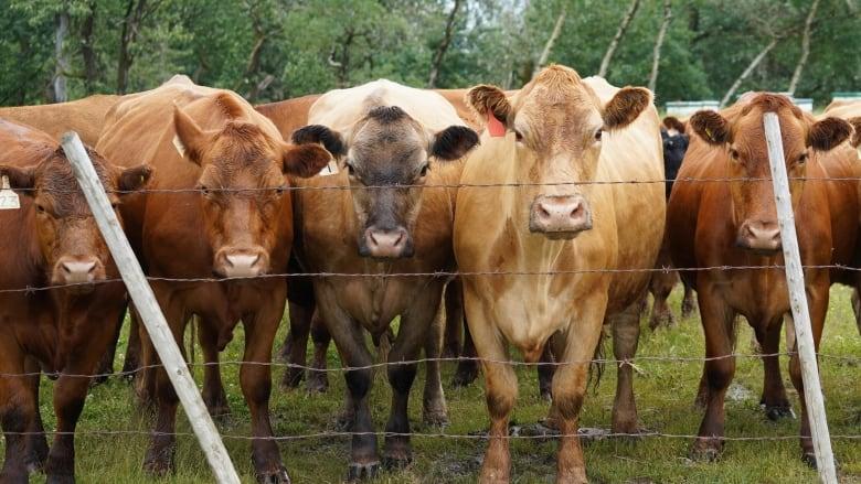 加拿大是世界第八大牛肉和小牛肉出口國。 CBC