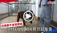 (視頻)SPCA領養狗狗｜為食London 任摸唔嬲