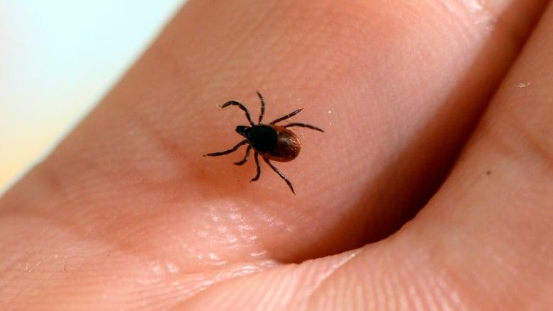 蜱虫叮咬的最大风险发生在春季和夏季。Getty Images