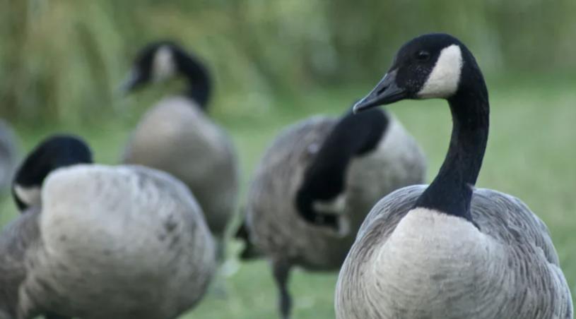 加拿大雁增生太快，温哥华公园局治标难治本。CBC