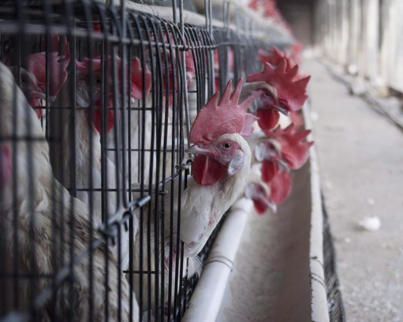 去年底以来，禽流感已致170万只家禽死亡。加通社资料图

