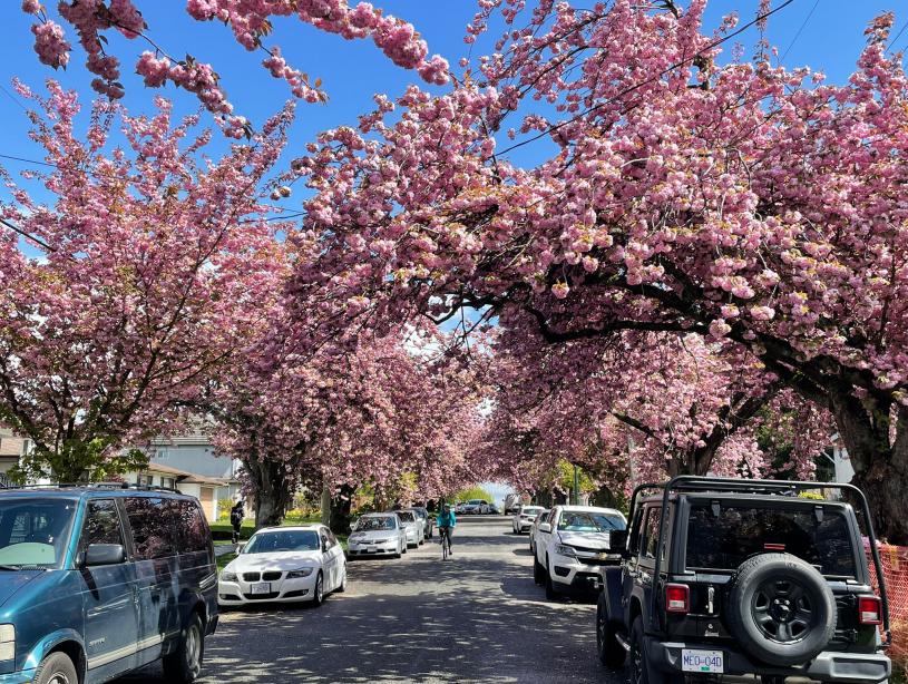 踏入春天，就是花粉季节的来临。星岛记者摄