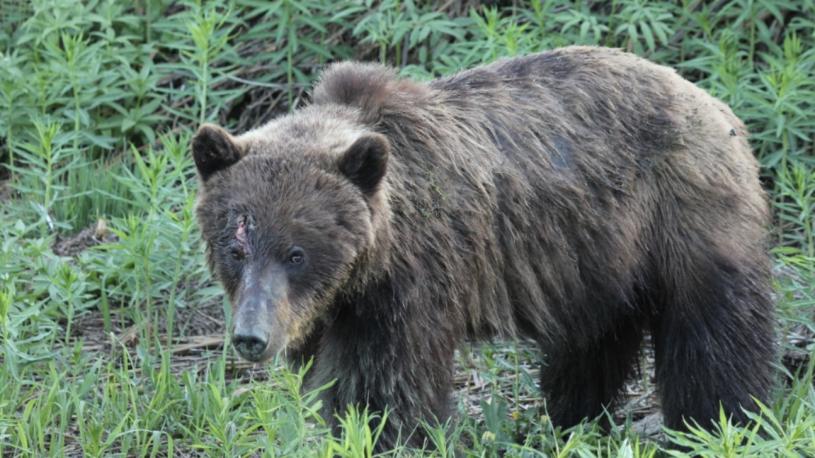 保育官员发现一只头上插著箭的灰熊。    BCCOS提供