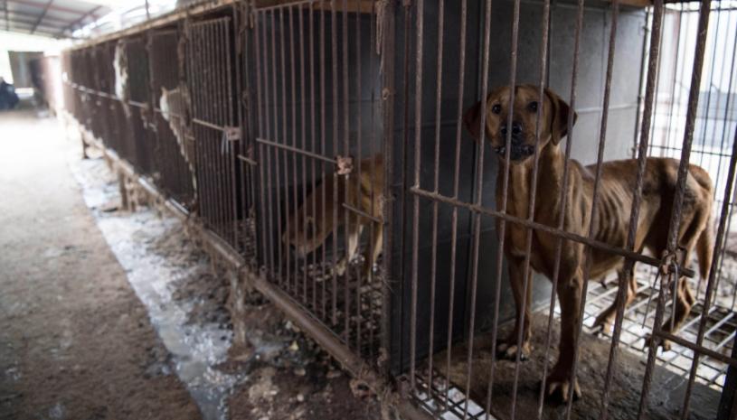 CFIA將禁止狂犬病高危國家的商業犬入境。  美聯社