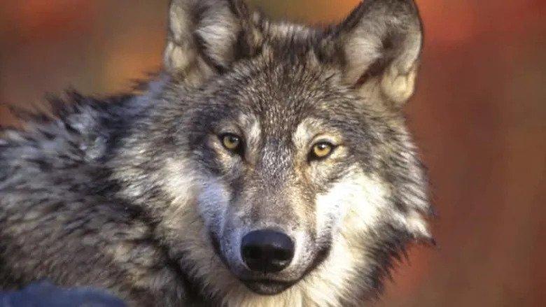目前尚不清楚有多少隻狼逃脫。美國魚類及野生動物管理局/美聯社
