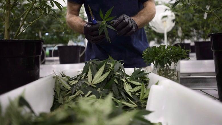 大麻生產商Canopy Growth最新季度虧損超過20億元。加通社資料圖片