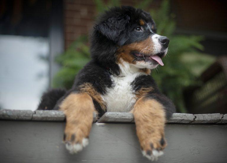 UBC的温哥华校区实验室，将邀请狗及其主人参与犬类认知研究。加通社资料图片
