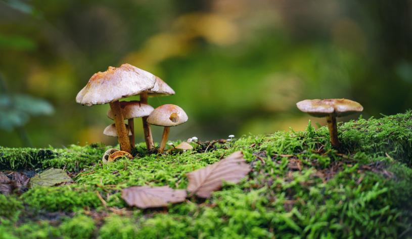 卑诗省广袤而茂密的森林里生长著各种各样的菇类。	网上图片