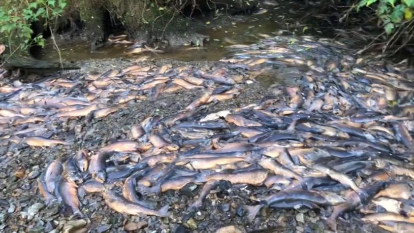德國研究人員蒙德拍下數以萬計的三文魚因為溪流乾涸而死亡。推特