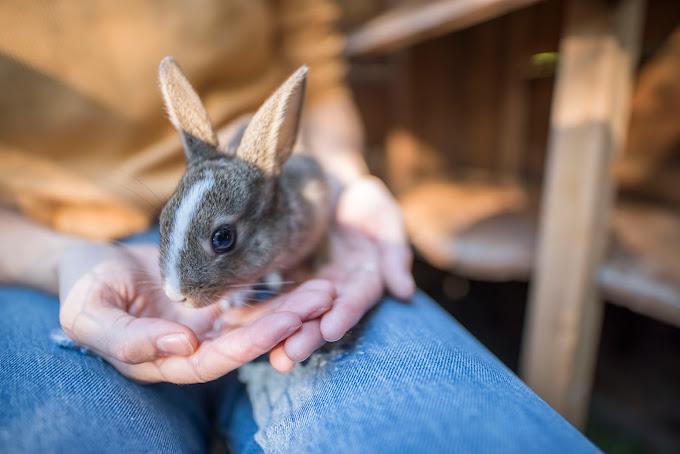 ■保護團體呼籲喜迎兔年勿一時衝動領養寵物。Rabbitats