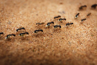 癌症檢測｜螞蟻聞尿味可分辨癌症 研究證訓練10分鐘即可檢測症狀