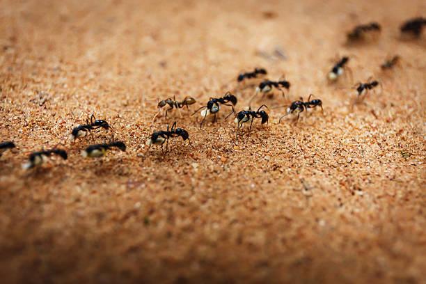Colony of ants and their teamwork