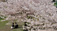 溫哥華櫻花節如期綻放  耶魯鎮公園4月1日戶外大野餐