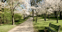【周末你要知】公园齐赏盛放樱花  地球日撑保护环境
