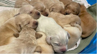 誇張！一個人棄養17隻狗  動物組織成「接盤俠」