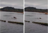 【有片】溫哥華島白頭鷹吃力游泳  網友「以為牠快淹死了」  原來⋯⋯