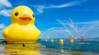 全球最大黃色小鴨今秋再訪多市