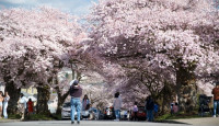 【樱花季】High Park樱花今年更早“满樱” 市民月底可赏樱