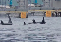 【有片】驚喜！虎鯨群一路伴遊溫哥華布拉德內灣