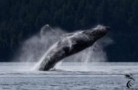 观鲸者惊呼！座头鲸明星“Poptart”带宝宝返卑诗海域