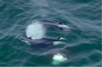 卑诗虎鲸家族“捞过界”闯加州海域大摆海狮宴