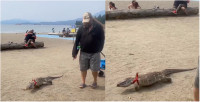 【有片】奇觀！溫哥華男子英吉利灣遛寵物蜥蜴