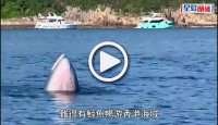 (視頻)西貢鯨魚│今晨驚鴻一瞥曾露面 大家樂集團主席出海追蹤鯨魚