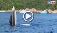 (視頻)西貢鯨魚．有片│南風灣附近海面出現 專家指是布氏鯨 在港出沒十分罕見