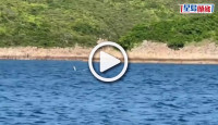 (視頻)西貢鯨魚｜鯨魚再現身 全船人歡喜若狂：快啲睇啦
