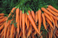 紅白蘿蔔營養大不同 白蘿蔔是減肥神物？紅蘿蔔抗衰老？