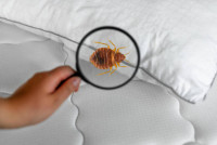 床蝨早已傳遍全球？睡覺身痕或被蝨咬？1種粉有效滅蝨 專家教家居防蝨方法