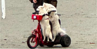 【有片】笑翻！北溫兩狗狗騎電動滑板車兜風