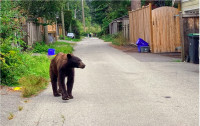 卑詩熊隻冬眠醒來正四處覓食  司機宜小心駕駛注意避讓