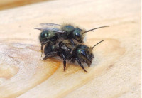 借一個蜂群？西溫圖書館向市民出借授粉昆蟲和「住房」