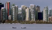 【有片】溫哥華海上巴士近觀虎鯨暢遊  乘客通勤體驗提升百倍！