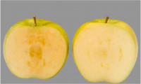 基改水果敢吃嗎？一種不會變色的蘋果將在加拿大上架銷售