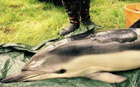 英海豚曬傷背長巨泡