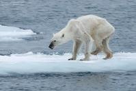 北极熊“揾食”难骨瘦如柴　网民心酸　
