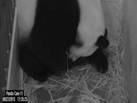 大熊猫“美香”喜诞双胞胎