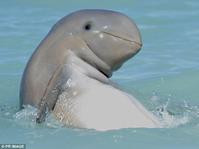 罕見「微笑」海豚　超可愛
