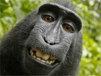 指登猴子自拍照侵權　PETA代興訴索償