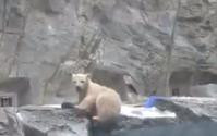 小北极熊掉水池　熊妈趁机教求生